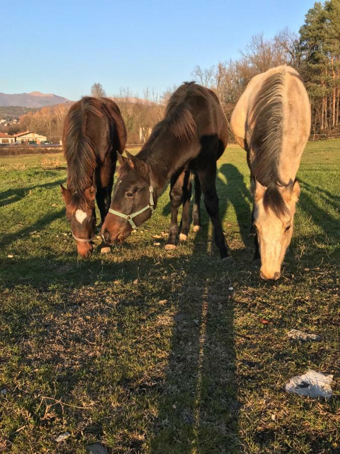 Agriturismo La Fornace Centro Ippico Como Eksteriør billede